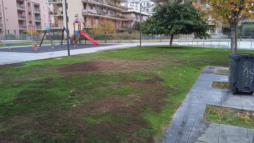 Albenga, ripristinato il manto verde nelle aiuole di piazza Tortora