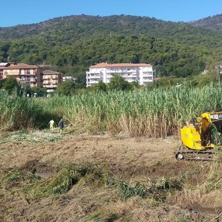 Andora, avviata la pulizia del Merula con lo sfoltimento della vegetazione