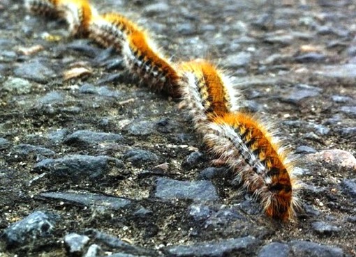Troppo caldo e arriva già la processionaria: attenzione agli amici a 4 zampe