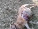 Lupo attacca 5 pecore: è successo in via Ciantagalletto