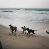 Pet Economy in vacanza: come gestire il budget per i nostri amici a 4 zampe Pet Economy in vacanza: come gestire il budget per i nostri amici a 4 zampe