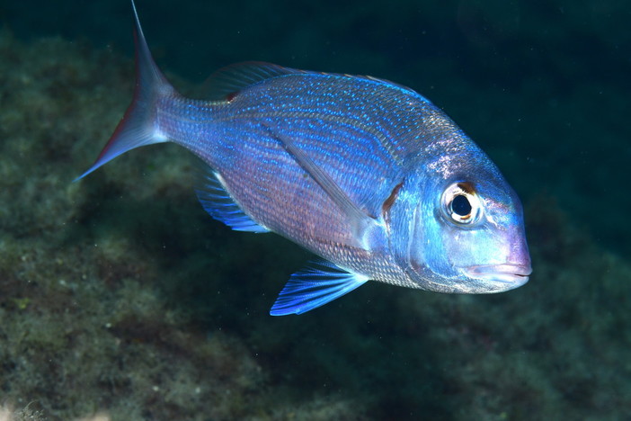 Campionati italiani di safari fotosub a Bergeggi, il direttore Virzi: "Un record di biodiversità" Campionati italiani di safari fotosub a Bergeggi, il direttore Virzi: "Un record di biodiversità"
