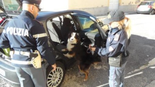 Finale, unità cinofile della Polizia a scuola. Beccati due studenti con alcuni grammi di hashish Finale, unità cinofile della Polizia a scuola. Beccati due studenti con alcuni grammi di hashish