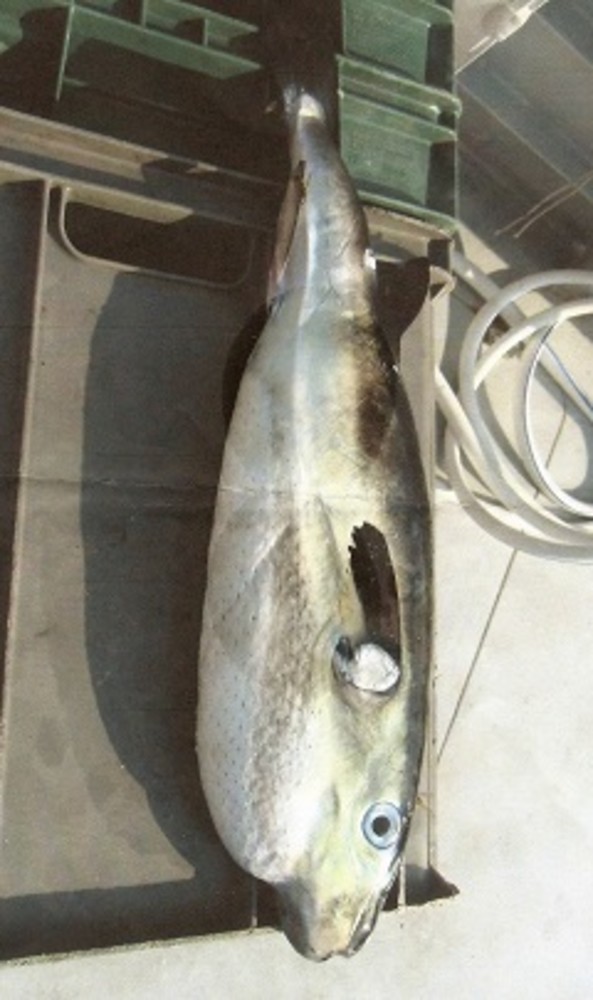 Pescato un 'pesce palla' a Capo Noli, stranezza su cui indagare