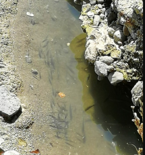 Savona, pesci in difficoltà nel Letimbro: il grido d'allarme di Enpa