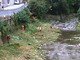 A Varazze è partita la pulizia dei torrenti con 30 corsi d’acqua coinvolti A Varazze è partita la pulizia dei torrenti con 30 corsi d’acqua coinvolti