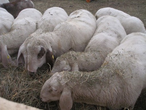 Carcasse di pecore sotterrate in un terreno a Plodio, scattano le multe