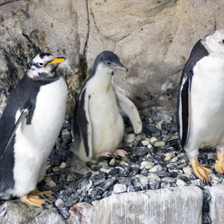 Ferragosto all'Acquario di Genova