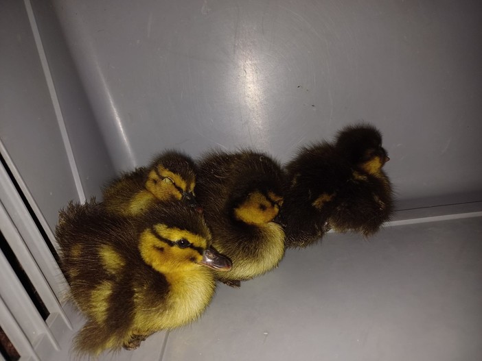 Cinque paperotti intrappolati in un tombino, la segnalazione di una famiglia salva i piccoli