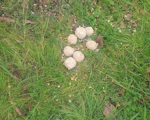 Bocconi avvelenati a Borghetto nell'area camper: avvisata la polizia locale