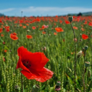 Profondo rosso: lo spettacolo dei papaveri, tra arte, leggenda e poesia