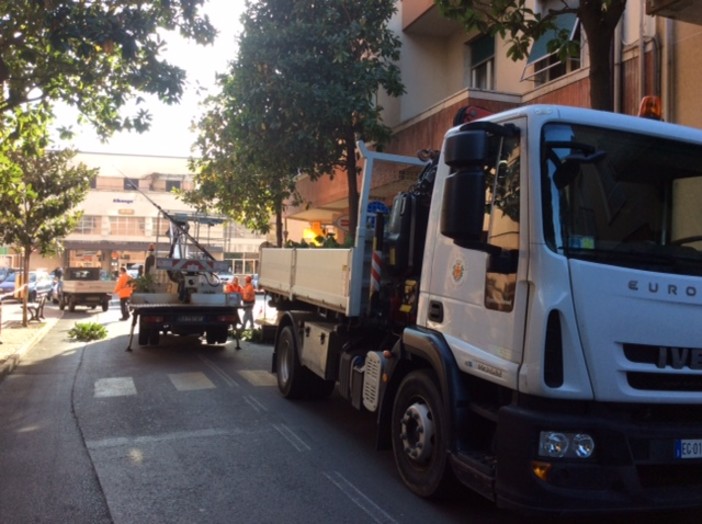 Albenga, inizia la potatura delle magnolie in via dei Mille