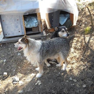 Il terreno messo in vendita, i quattro cani sfrattati dopo la morte del padrone e un'alluvione di email