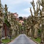 Altare, manutenzione del verde pubblico: interventi sui platani per sicurezza e decoro urbano