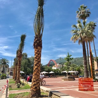 Albenga, vento forte nella giornata di ieri: il Comune mette in sicurezza le palme
