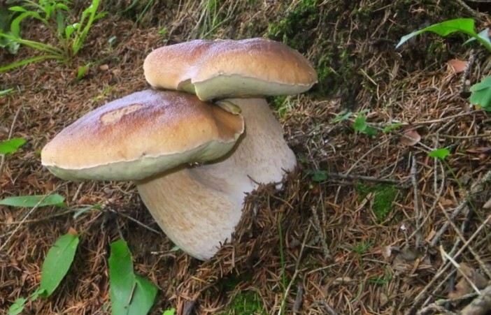 A Sassello ricerca di funghi nella Deiva e giornata delle bandiere arancioni A Sassello ricerca di funghi nella Deiva e giornata delle bandiere arancioni