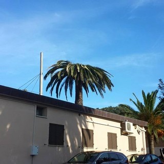 Palma colpita dal punteruolo rosso a Finale, Guzzi: "Monitoriamo la situazione, messi in atto tutti i passaggi necessari"