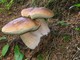 A Sassello ricerca di funghi nella Deiva e giornata delle bandiere arancioni A Sassello ricerca di funghi nella Deiva e giornata delle bandiere arancioni
