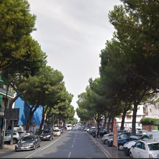 Savona, sopralluogo dell'assessore Parodi in corso Tardy e Benech per verificare lo stato dei pini marittimi