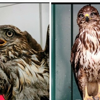 Ritrovata in mare in difficoltà aveva ingerito tanta acqua: poiana salvata al Cras di Cadibona