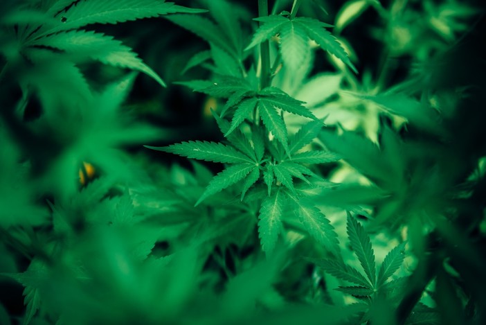 La cannabis light fa bene o male alla salute? La cannabis light fa bene o male alla salute?