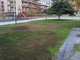 Albenga, ripristinato il manto verde nelle aiuole di piazza Tortora