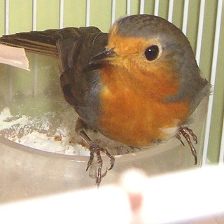 Il pettirosso "clandestino"