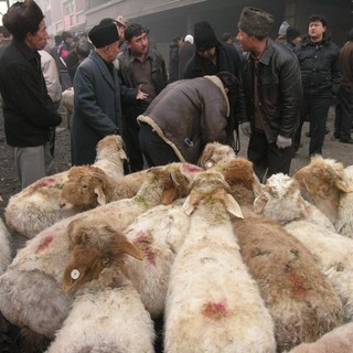 Albenga: scoperto morbo della mucca pazza in allevamento