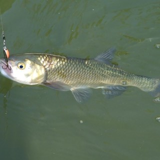 Roccavignale, “pesca senza limiti” nei laghi del Dolmen: la protesta dell'Enpa