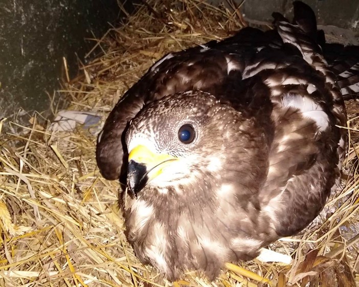 Poiana ferita a Stella soccorsa dalla Protezione Animali