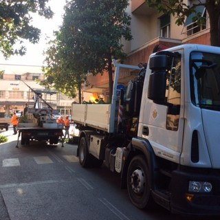 Albenga, inizia la potatura delle magnolie in via dei Mille