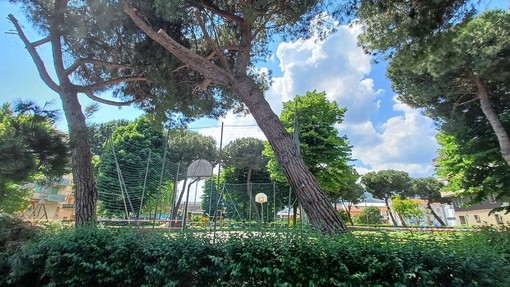 Piante abbattute ad Albisola, OSA e PAI: "Se pericolanti, perché l'intervento non si è anticipato d'inverno con meno rischi per i nidi?" Piante abbattute ad Albisola, OSA e PAI: "Se pericolanti, perché l'intervento non si è anticipato d'inverno con meno rischi per i nidi?"