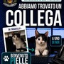 Loano, il gattino trovato in Campo Cadorna diventa la mascotte della Polizia Locale: "Benvenuto Pielle" Loano, il gattino trovato in Campo Cadorna diventa la mascotte della Polizia Locale: "Benvenuto Pielle"