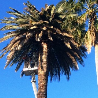 Albenga, salvate le palme in cura dal punteruolo rosso