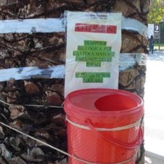Liguria: caccia aperta al punterolo rosso minaccia ecologica