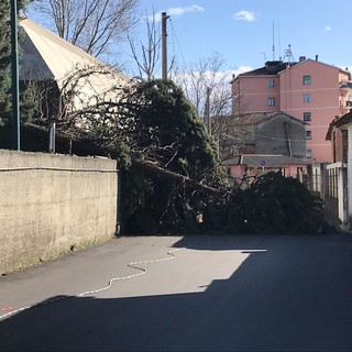 Forte vento a Cairo Montenotte: pino crolla sulla strada (FOTO) Forte vento a Cairo Montenotte: pino crolla sulla strada (FOTO)