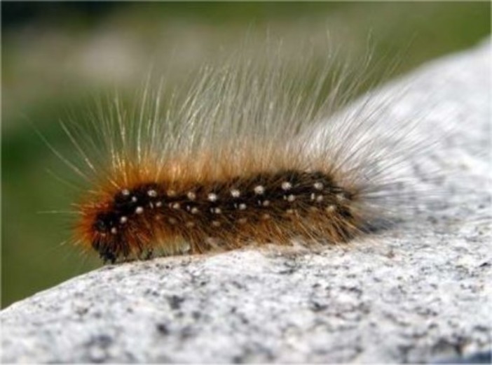 Borghetto S. Spirito: ordinanza per contrastare la diffusione della Processionaria del Pino