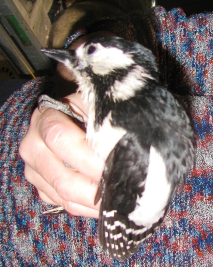 L'Enpa lancia l'allarme: "Troppi ami e lenze da pesca abbandonati" L'Enpa lancia l'allarme: "Troppi ami e lenze da pesca abbandonati"