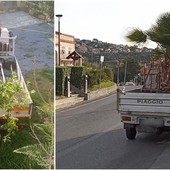 Le piante per Piazza Govi di Boissano trovano casa altrove: mancata intesa tra comitato Beallu Buinzan e amministrazione