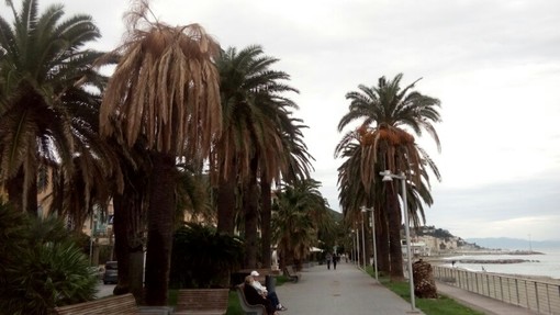 Fungo "fusarium": individuato il killer delle palme di Varazze Fungo "fusarium": individuato il killer delle palme di Varazze