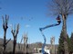 Ferrania, iniziata la potatura degli alberi in viale della Libertà