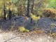 Finale, principio d'incendio boschivo a Gorra: fiamme prontamente domate