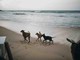 Pet Economy in vacanza: come gestire il budget per i nostri amici a 4 zampe