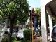 Alassio: nuova vita per gli "ex alberi di Natale" Alassio: nuova vita per gli "ex alberi di Natale"