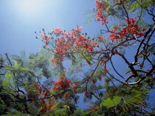 Torna la "Festa di Primavera" a Finalpia Torna la "Festa di Primavera" a Finalpia