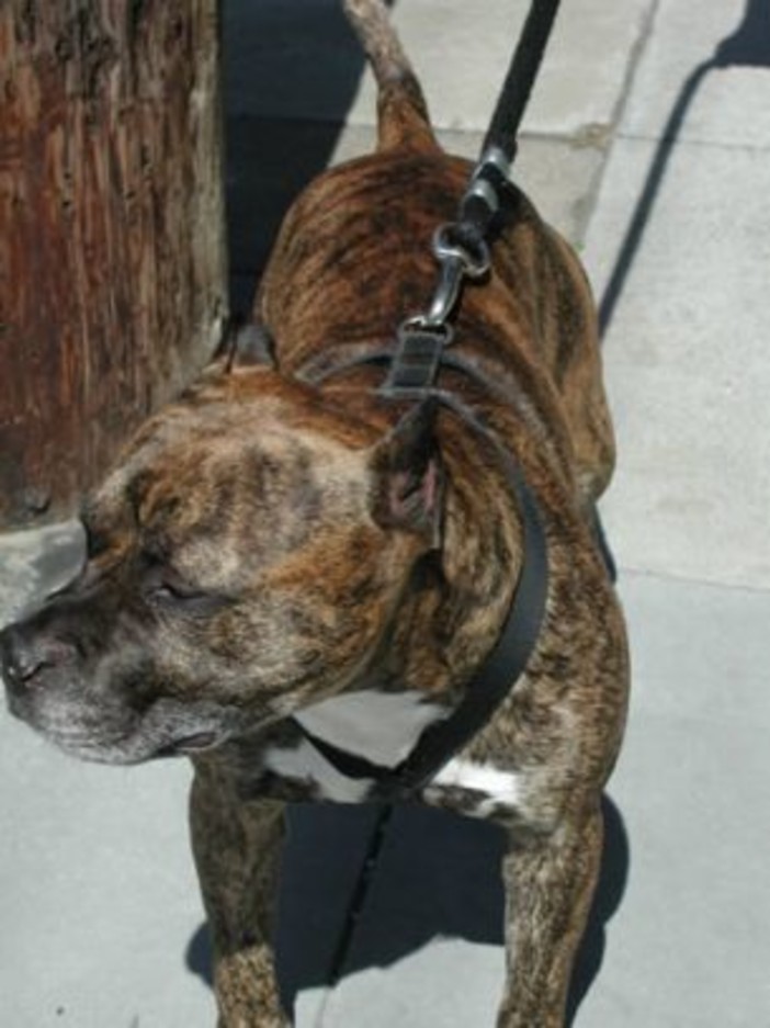 Savona: pitbull uccide cagnolina, preoccupati i residenti