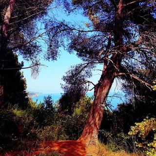 Chiusura pineta Bottini, il Sindaco: "Da tagliare 15 pini pericolosi, 16 salvati.  Speriamo di riaprire nei prossimi 15 giorni"