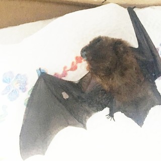 Pipistrello ferito ad un'ala sul Beigua: soccorso dall'Enpa