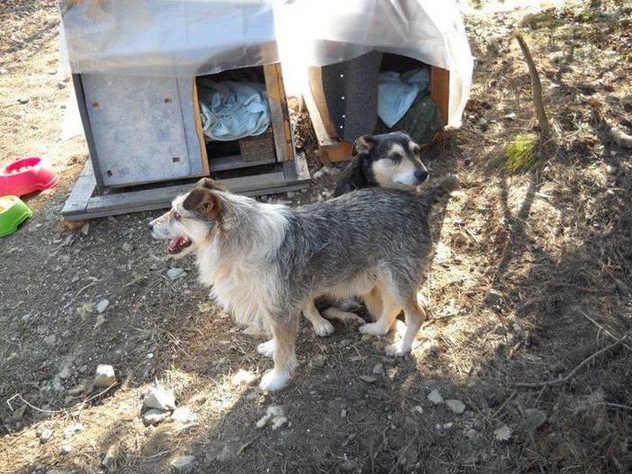 Il terreno messo in vendita, i quattro cani sfrattati dopo la morte del padrone e un'alluvione di email