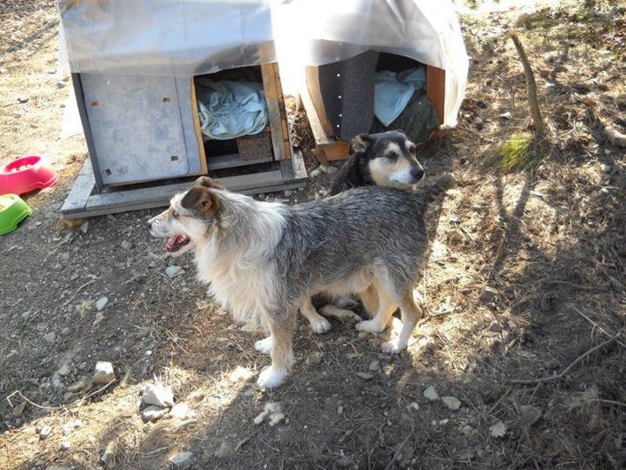 Il terreno messo in vendita, i quattro cani sfrattati dopo la morte del padrone e un'alluvione di email Il terreno messo in vendita, i quattro cani sfrattati dopo la morte del padrone e un'alluvione di email